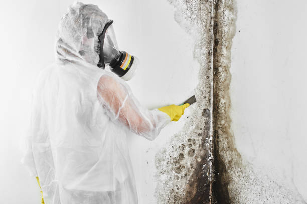 Best Mold Testing  in Toronto, OH
