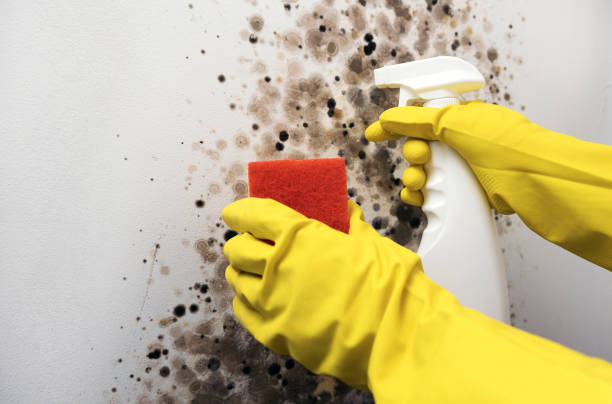 Best Mold Testing  in Toronto, OH