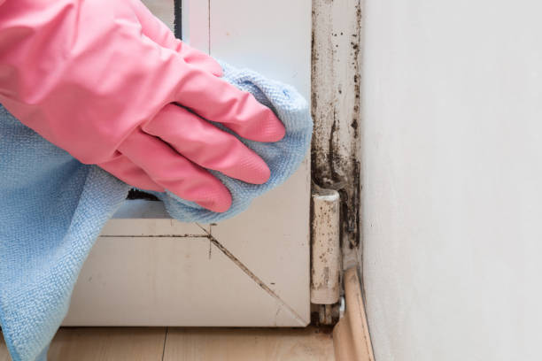 Best Mold Testing  in Toronto, OH